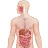 The human digestive system