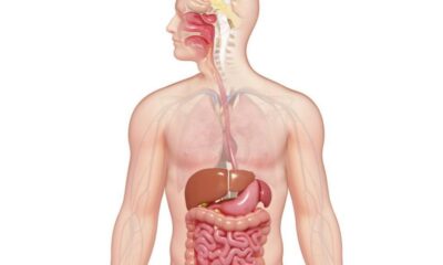 The human digestive system