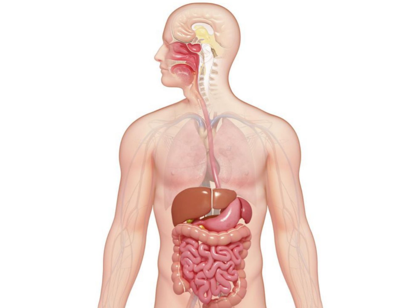 The human digestive system